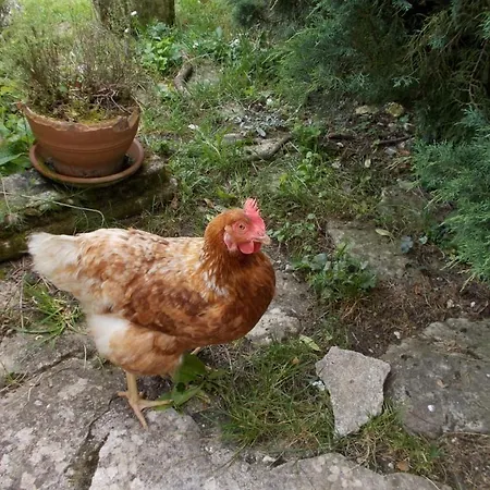 A L'antan - La Ferme D'octave Bed and Breakfast Saint-Hilaire-de-Villefranche