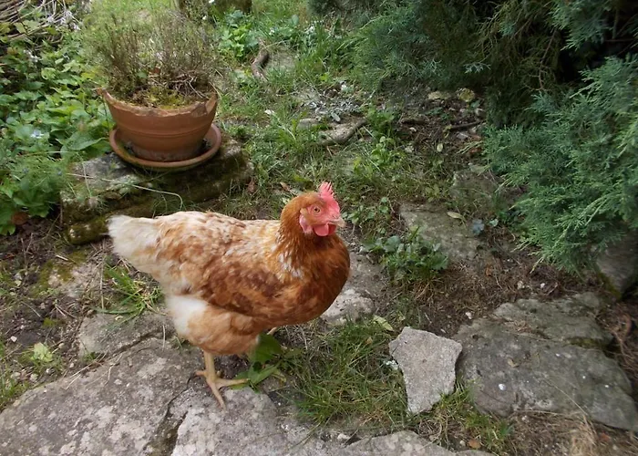 A L'antan - La Ferme D'octave Bed and breakfast Saint-Hilaire-de-Villefranche